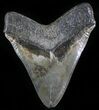 Gorgeous Megalodon Tooth - Sharp Serrations #29241-2